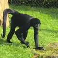 A Siamang Gibbon roams around, An Appley Sort of Zoo Day, Carleton Rode and Banham, Norfolk - 14th October 2012