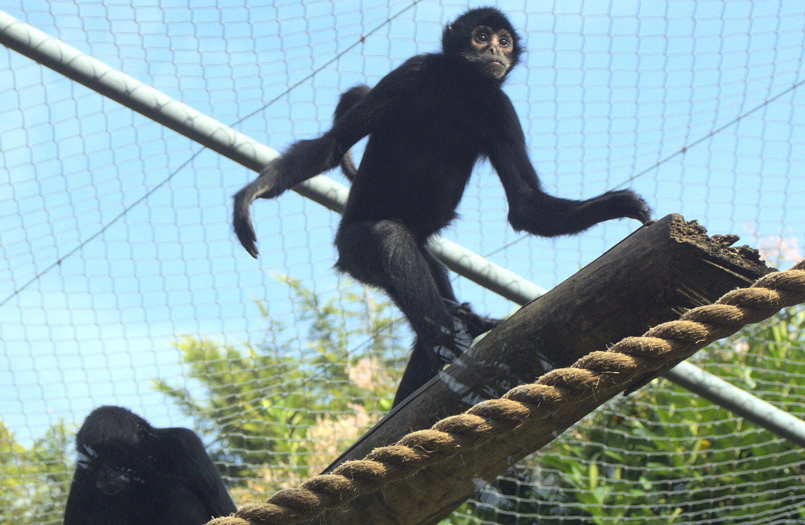 A Siamang Gibbon on a plank from An Appley Sort of Zoo Day, Carleton Rode and Banham, Norfolk - 14th October 2012