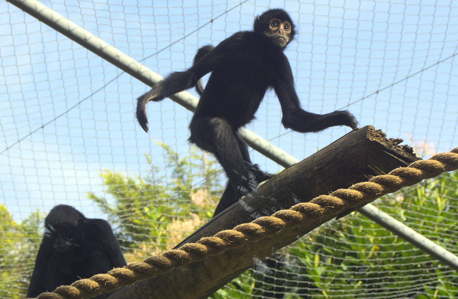 A Siamang Gibbon on a plank, from An Appley Sort of Zoo Day, Carleton Rode and Banham, Norfolk - 14th October 2012