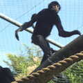 A Siamang Gibbon on a plank, An Appley Sort of Zoo Day, Carleton Rode and Banham, Norfolk - 14th October 2012
