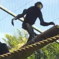 A Siamang Gibbon on a plank, An Appley Sort of Zoo Day, Carleton Rode and Banham, Norfolk - 14th October 2012