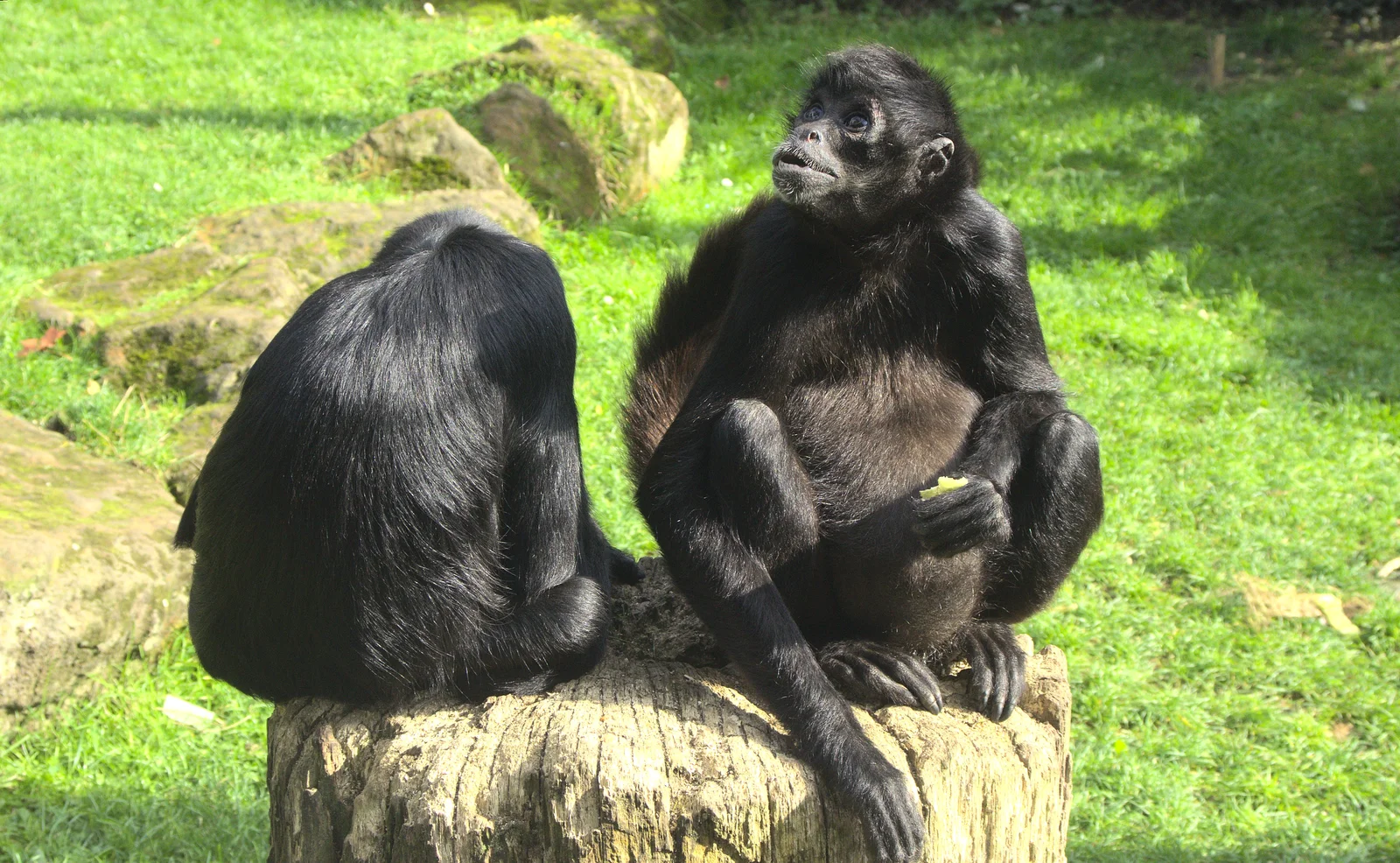 A pair of gibbons on a stump, from An Appley Sort of Zoo Day, Carleton Rode and Banham, Norfolk - 14th October 2012