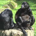 A pair of gibbons on a stump, An Appley Sort of Zoo Day, Carleton Rode and Banham, Norfolk - 14th October 2012