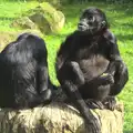 A pair of gibbons on a stump, An Appley Sort of Zoo Day, Carleton Rode and Banham, Norfolk - 14th October 2012