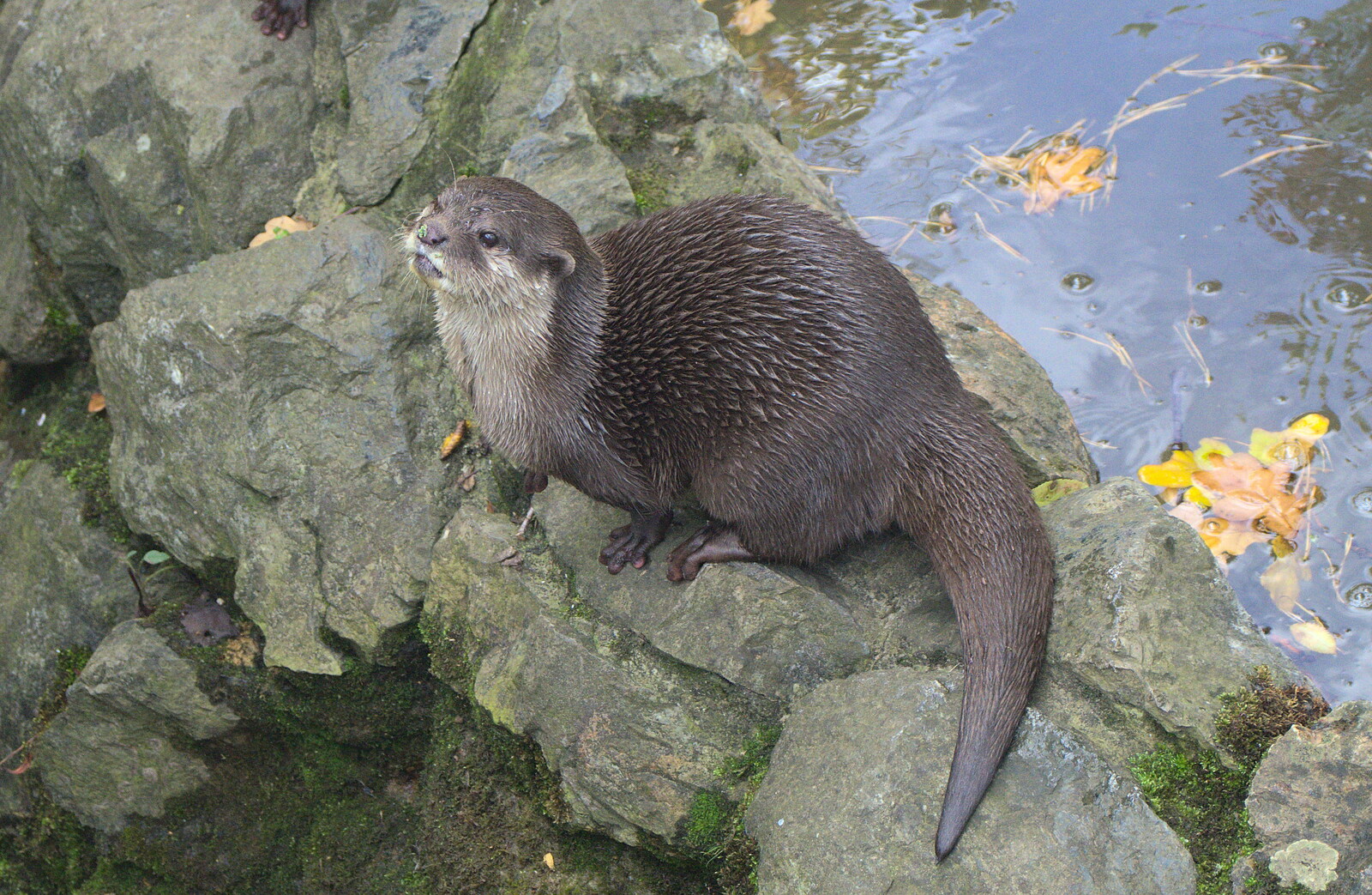 An otter squeaks at the people watching it from An Appley Sort of Zoo Day, Carleton Rode and Banham, Norfolk - 14th October 2012