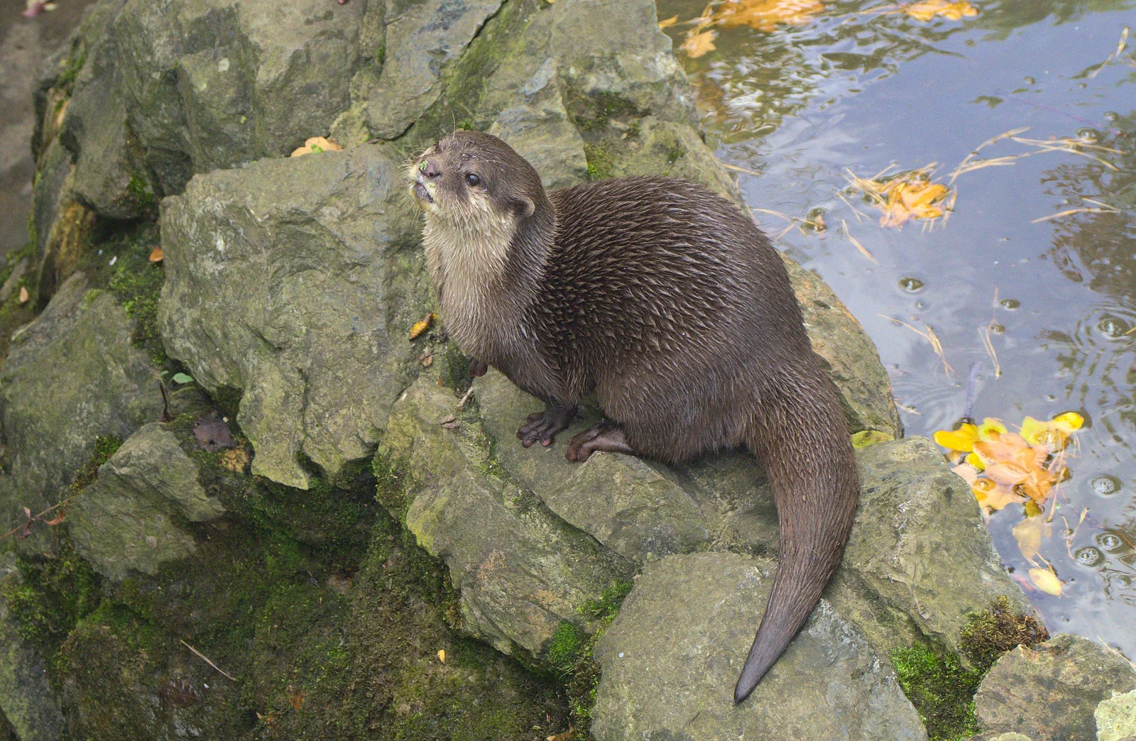 An otter squeaks at the people watching it, from An Appley Sort of Zoo Day, Carleton Rode and Banham, Norfolk - 14th October 2012