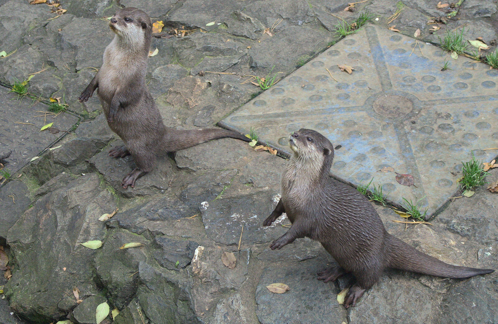 A pair of otters sit up and beg from An Appley Sort of Zoo Day, Carleton Rode and Banham, Norfolk - 14th October 2012