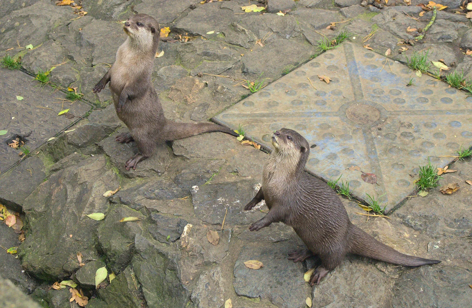 A pair of otters sit up and beg, from An Appley Sort of Zoo Day, Carleton Rode and Banham, Norfolk - 14th October 2012