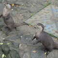 A pair of otters sit up and beg, An Appley Sort of Zoo Day, Carleton Rode and Banham, Norfolk - 14th October 2012