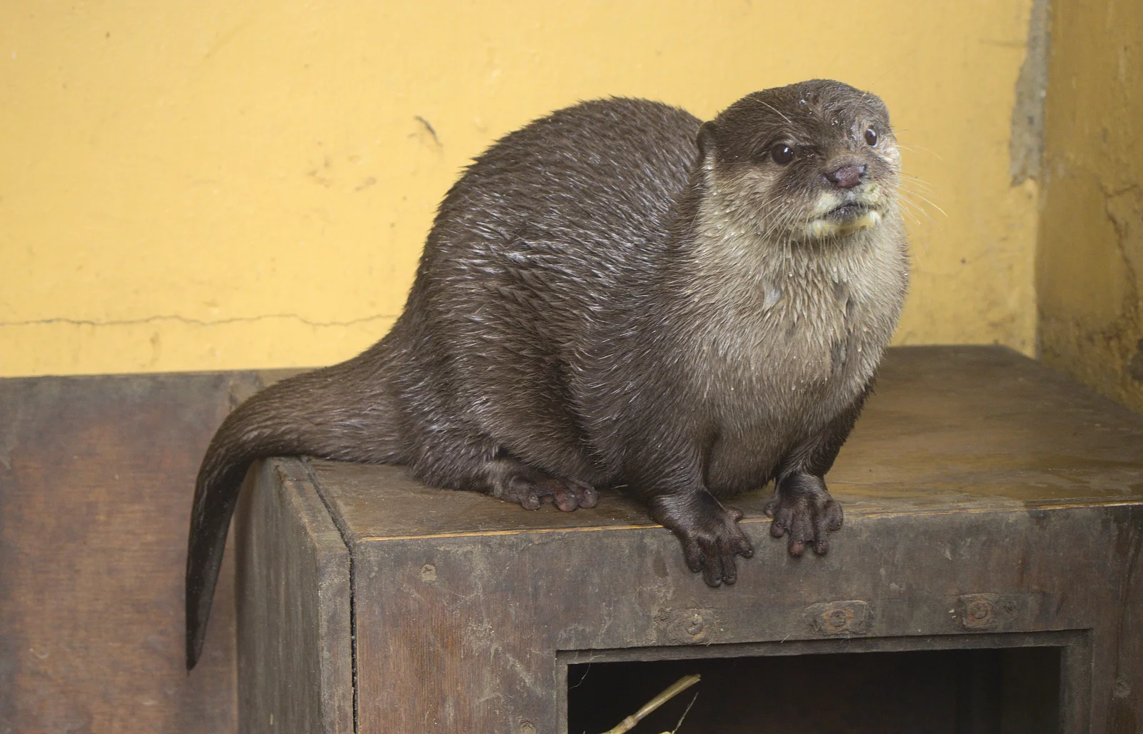 An otter on its nest box, from An Appley Sort of Zoo Day, Carleton Rode and Banham, Norfolk - 14th October 2012