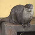 An otter on its nest box, An Appley Sort of Zoo Day, Carleton Rode and Banham, Norfolk - 14th October 2012