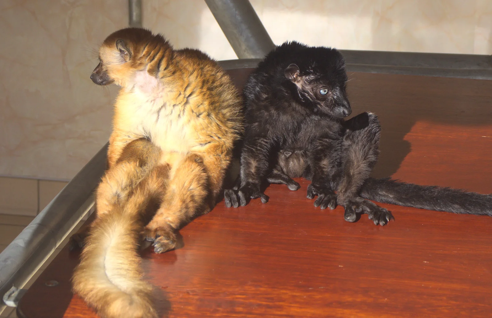 Blue-eyed lemurs, from An Appley Sort of Zoo Day, Carleton Rode and Banham, Norfolk - 14th October 2012