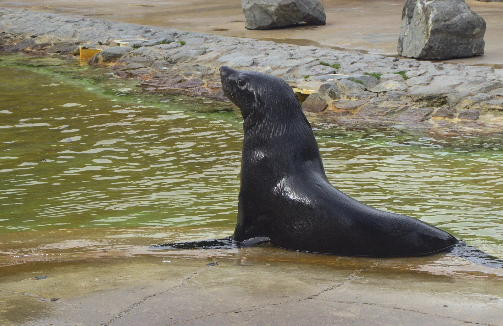 A sealion, from An Appley Sort of Zoo Day, Carleton Rode and Banham, Norfolk - 14th October 2012