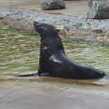 A sealion, An Appley Sort of Zoo Day, Carleton Rode and Banham, Norfolk - 14th October 2012