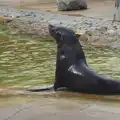 A sealion, An Appley Sort of Zoo Day, Carleton Rode and Banham, Norfolk - 14th October 2012