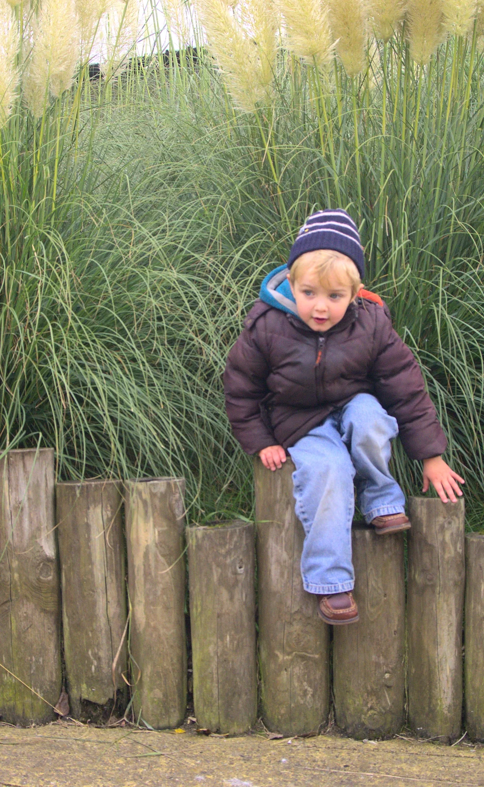 Fred jumps off a log fence, from An Appley Sort of Zoo Day, Carleton Rode and Banham, Norfolk - 14th October 2012