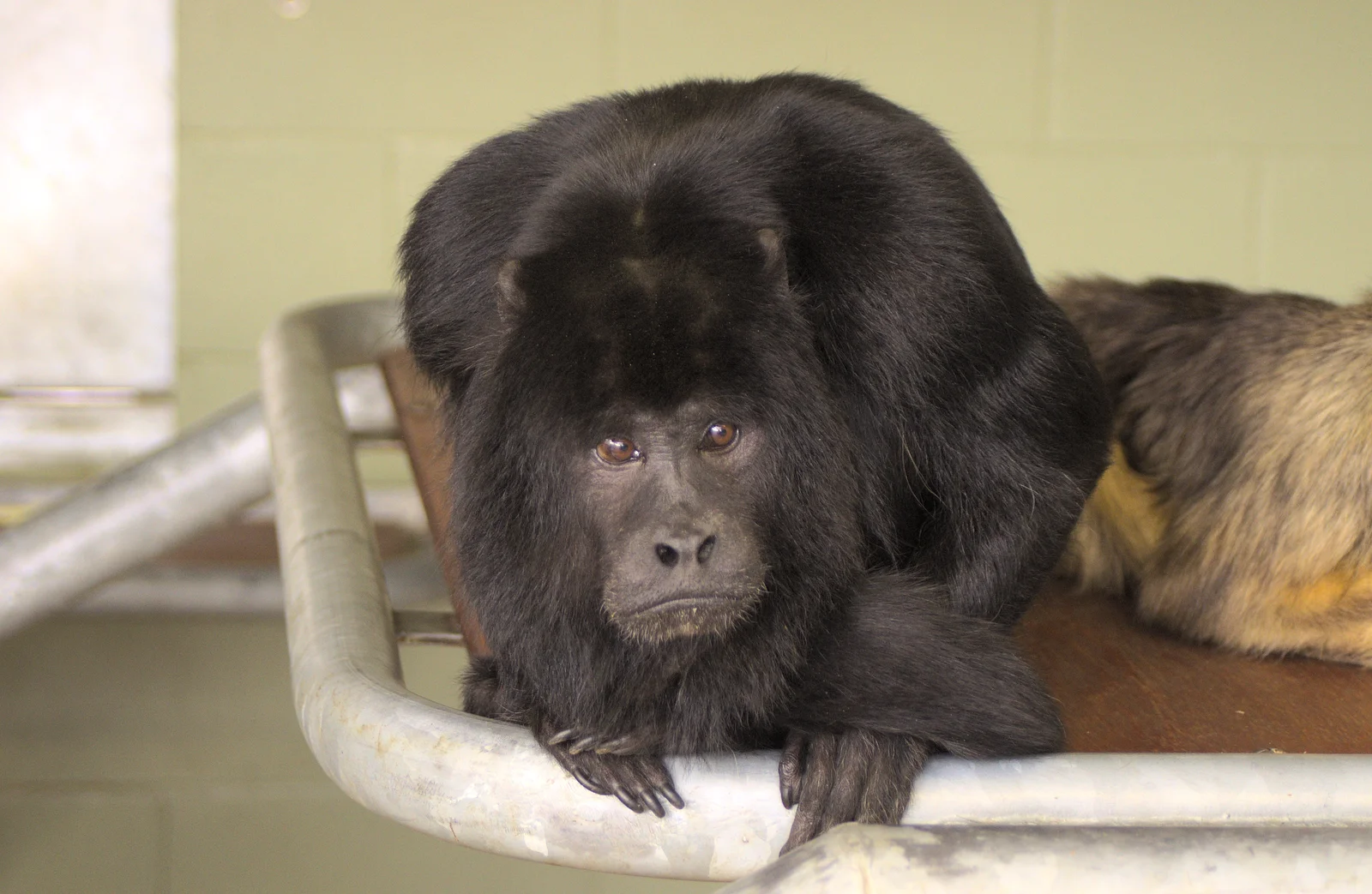 A sad-looking monkey, from An Appley Sort of Zoo Day, Carleton Rode and Banham, Norfolk - 14th October 2012