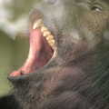 Monkey teeth, An Appley Sort of Zoo Day, Carleton Rode and Banham, Norfolk - 14th October 2012