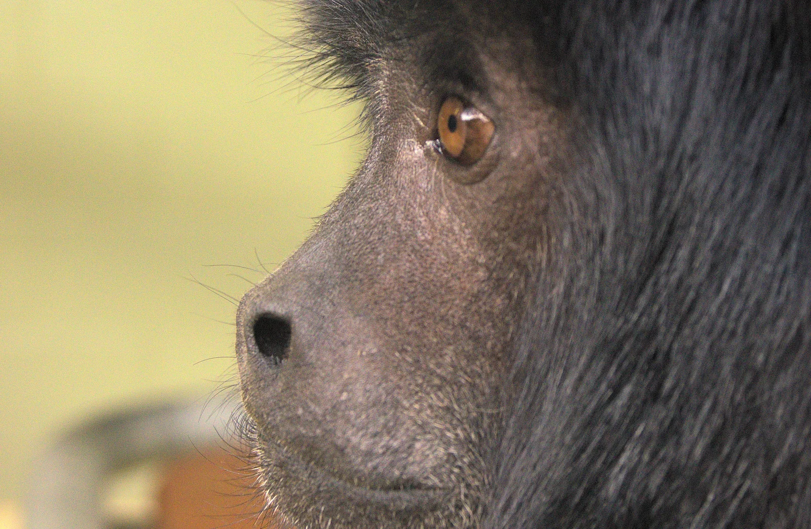 Monkey face, from An Appley Sort of Zoo Day, Carleton Rode and Banham, Norfolk - 14th October 2012