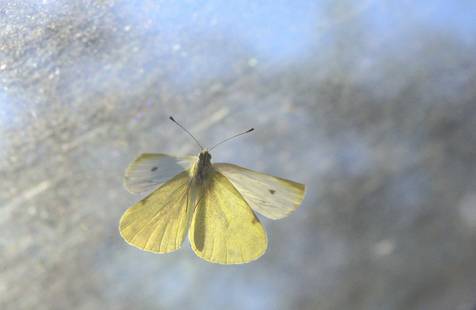 Caught on the wing: Fred's butterfly, from Butterflies and Fireworks, Brome and Wortham, Suffolk and Norfolk - 3rd November 2012