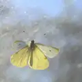 Caught on the wing: Fred's butterfly, Butterflies and Fireworks, Brome and Wortham, Suffolk and Norfolk - 3rd November 2012