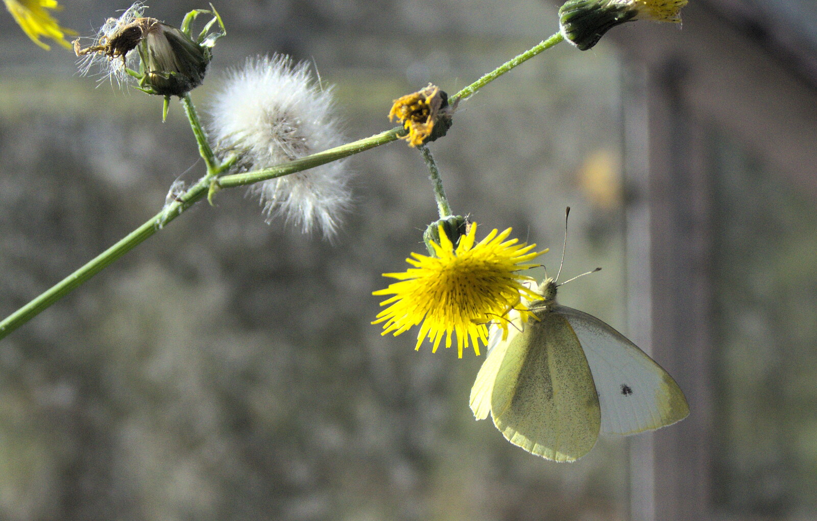 A cabbage white from Butterflies and Fireworks, Brome and Wortham, Suffolk and Norfolk - 3rd November 2012
