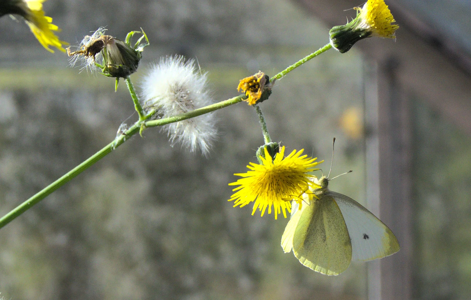 A cabbage white, from Butterflies and Fireworks, Brome and Wortham, Suffolk and Norfolk - 3rd November 2012