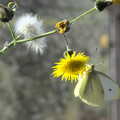A cabbage white, Butterflies and Fireworks, Brome and Wortham, Suffolk and Norfolk - 3rd November 2012