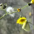 A cabbage white, Butterflies and Fireworks, Brome and Wortham, Suffolk and Norfolk - 3rd November 2012