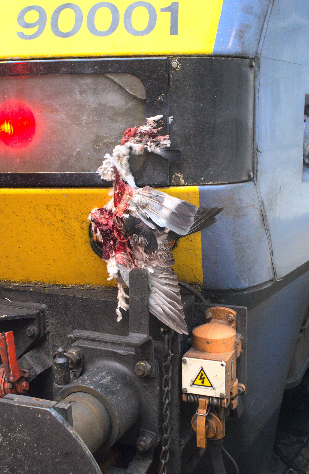 The gory remains of a pigeon on the 16:00 from Butterflies and Fireworks, Brome and Wortham, Suffolk and Norfolk - 3rd November 2012