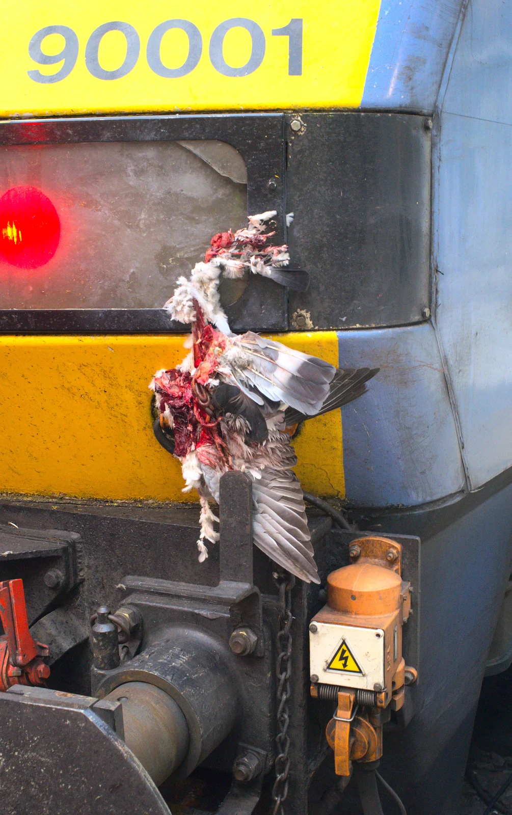 The gory remains of a pigeon on the 16:00, from Butterflies and Fireworks, Brome and Wortham, Suffolk and Norfolk - 3rd November 2012