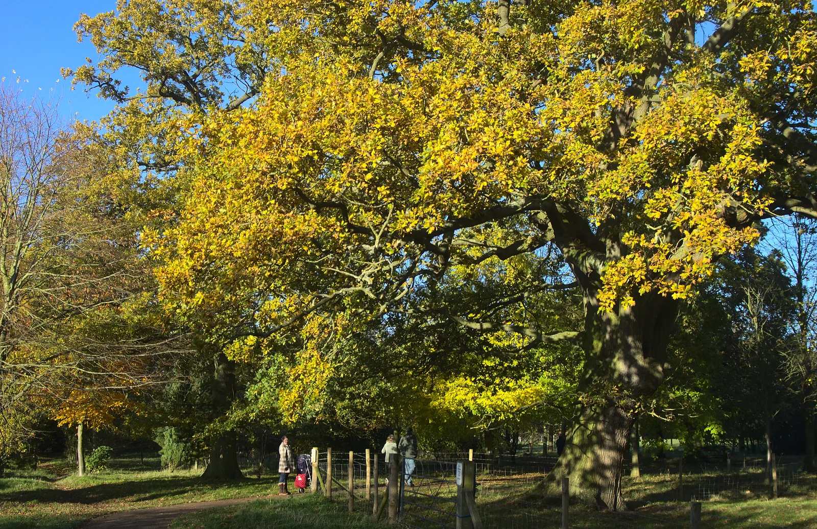 Golden autumn trees, from A Busy Day, Southwold and Thornham, Suffolk - 11th November 2012