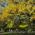 Golden autumn trees, A Busy Day, Southwold and Thornham, Suffolk - 11th November 2012