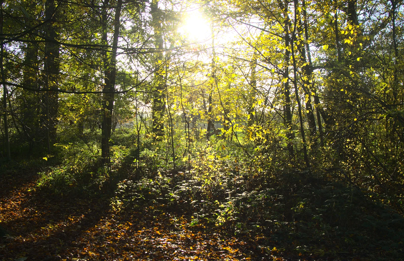 Autumn woodland, from A Busy Day, Southwold and Thornham, Suffolk - 11th November 2012