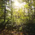 Autumn woodland, A Busy Day, Southwold and Thornham, Suffolk - 11th November 2012