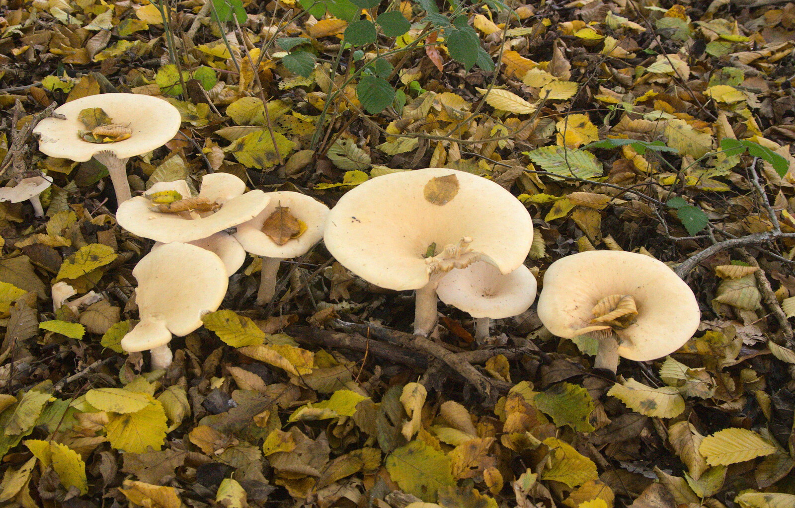 A line of mushrooms from A Busy Day, Southwold and Thornham, Suffolk - 11th November 2012