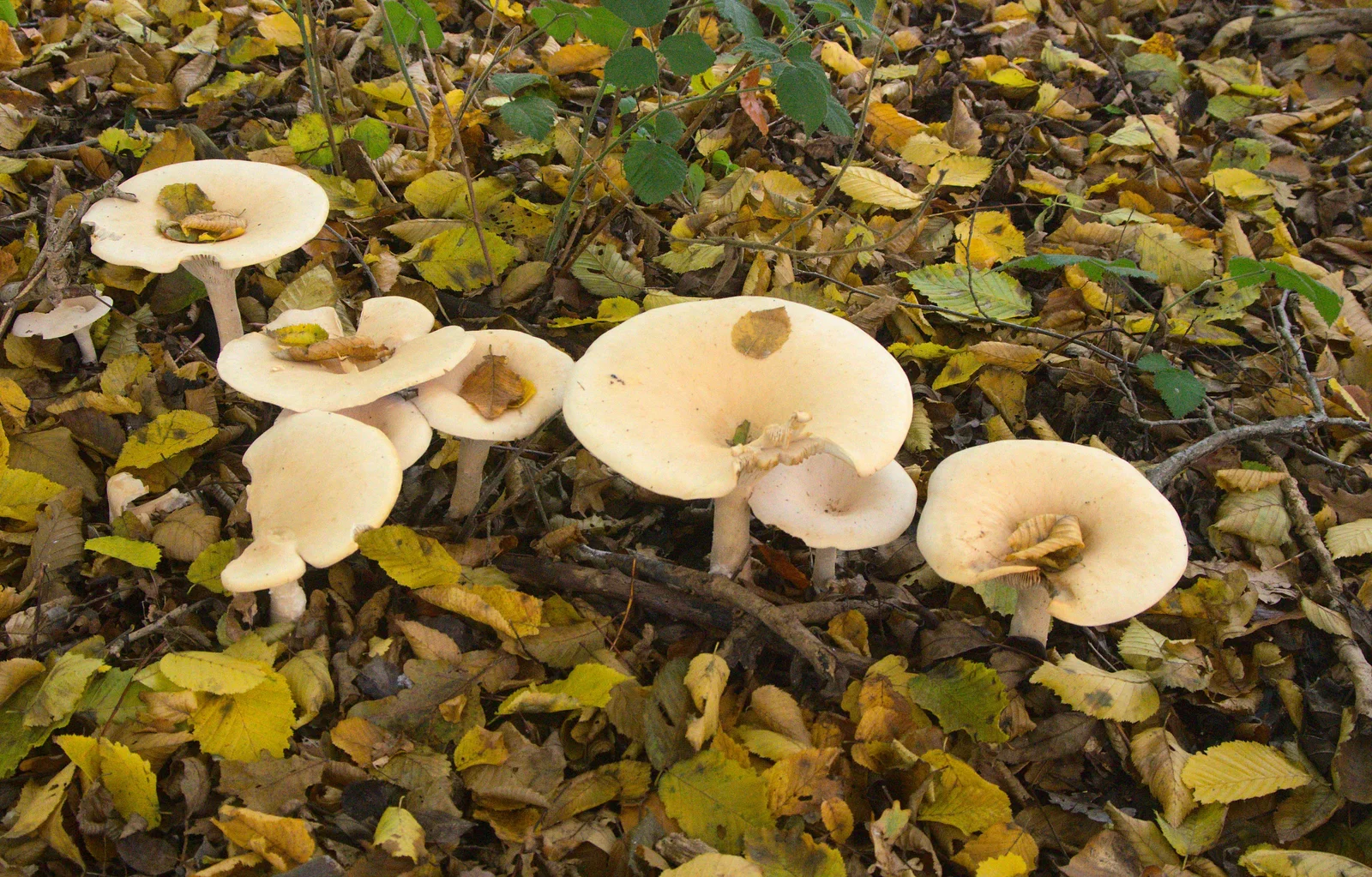 A line of mushrooms, from A Busy Day, Southwold and Thornham, Suffolk - 11th November 2012