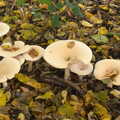 A line of mushrooms, A Busy Day, Southwold and Thornham, Suffolk - 11th November 2012