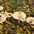 A line of mushrooms, A Busy Day, Southwold and Thornham, Suffolk - 11th November 2012