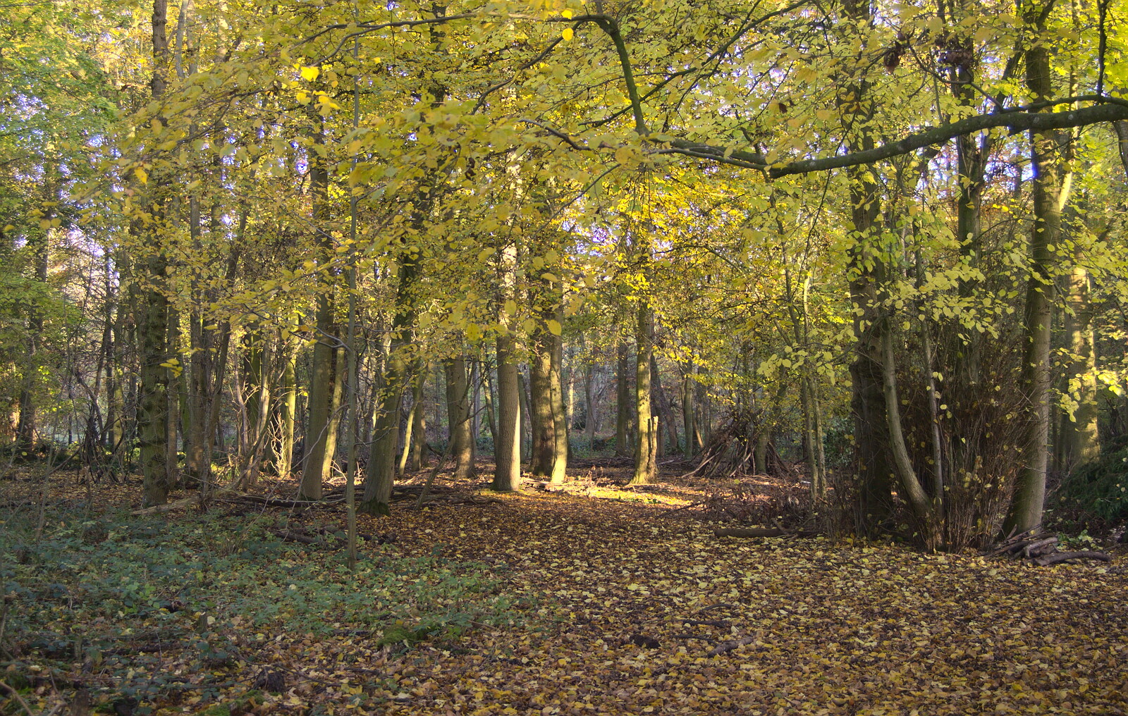 Woodland scene from A Busy Day, Southwold and Thornham, Suffolk - 11th November 2012