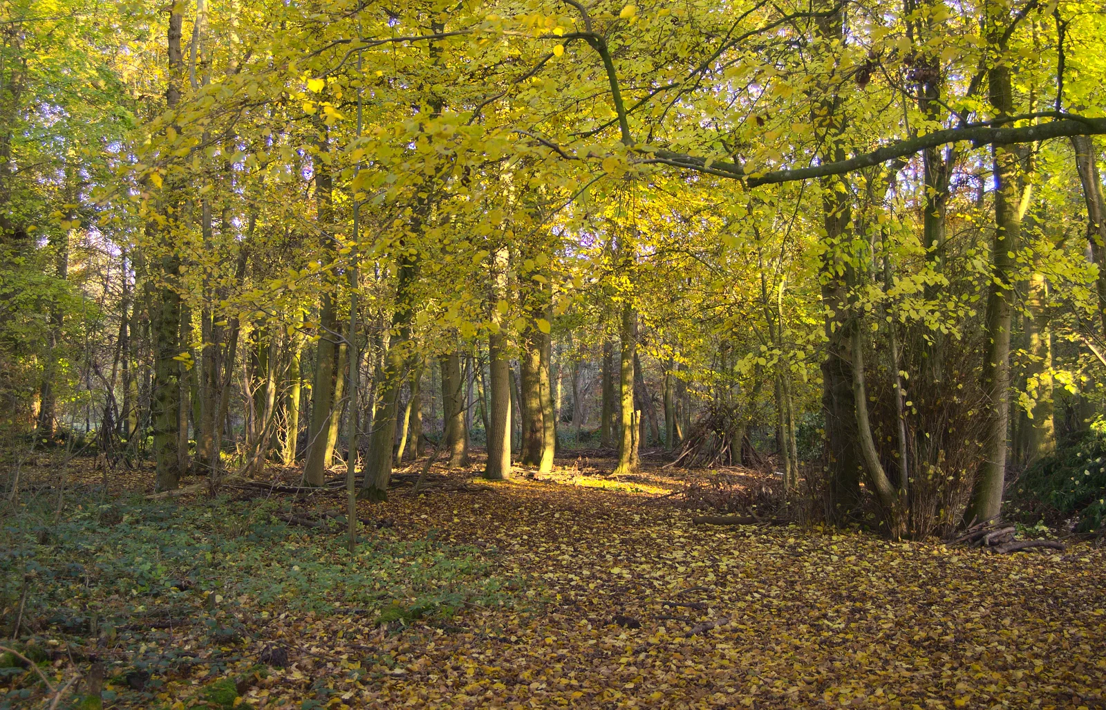 Woodland scene, from A Busy Day, Southwold and Thornham, Suffolk - 11th November 2012