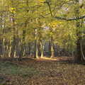 Woodland scene, A Busy Day, Southwold and Thornham, Suffolk - 11th November 2012