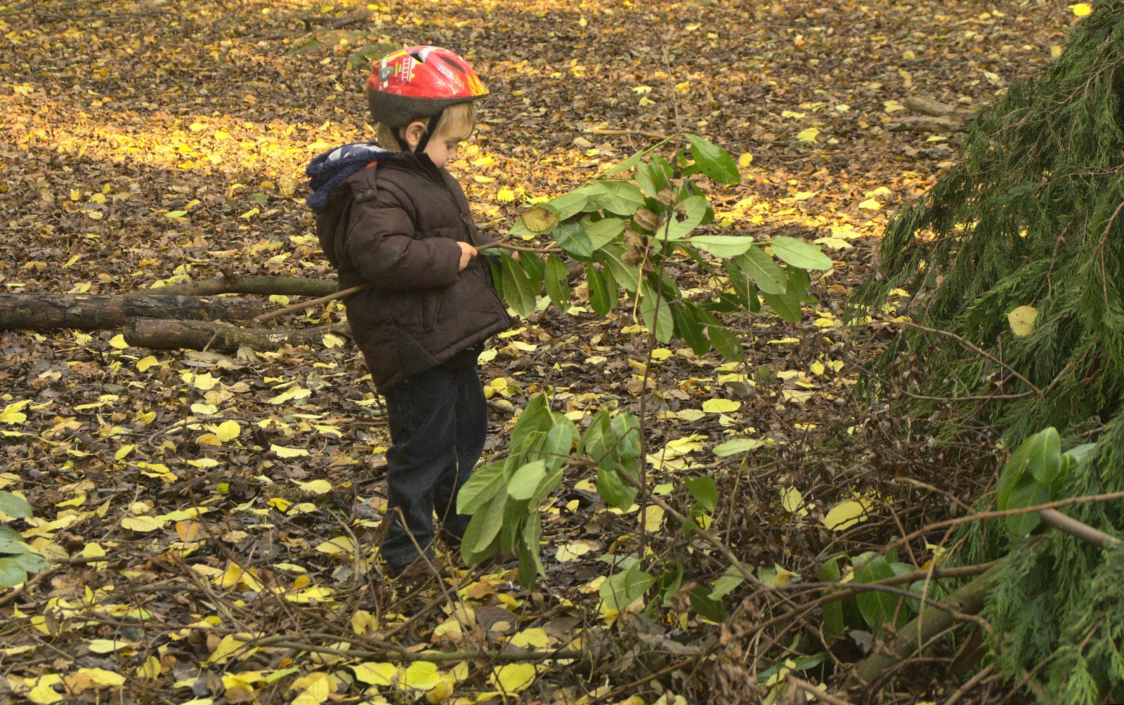 Fred pokes around in the woods, from A Busy Day, Southwold and Thornham, Suffolk - 11th November 2012