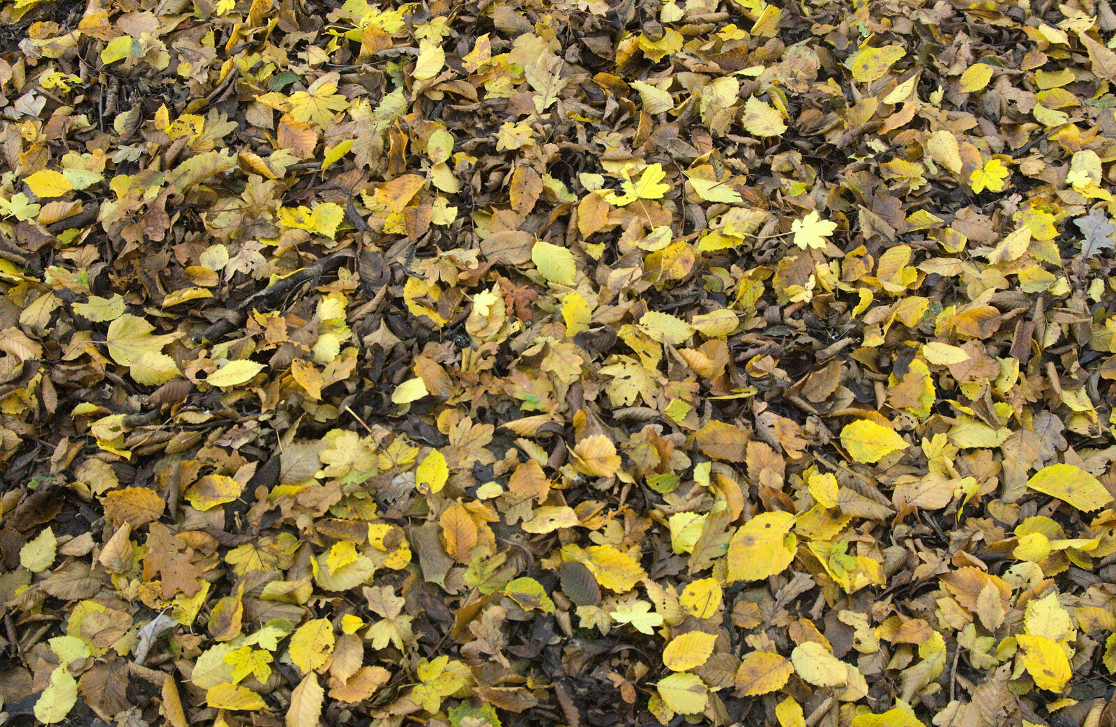 A carpet of leaves from A Busy Day, Southwold and Thornham, Suffolk - 11th November 2012