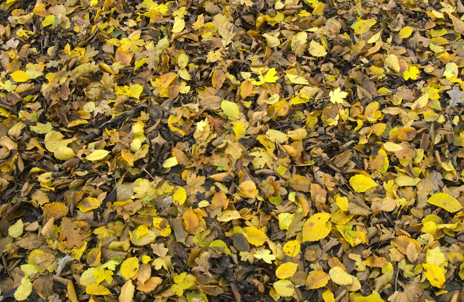 A carpet of leaves, from A Busy Day, Southwold and Thornham, Suffolk - 11th November 2012