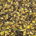 A carpet of leaves, A Busy Day, Southwold and Thornham, Suffolk - 11th November 2012
