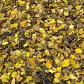 A carpet of leaves, A Busy Day, Southwold and Thornham, Suffolk - 11th November 2012