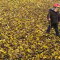 Fred pokes leaves with a stick, A Busy Day, Southwold and Thornham, Suffolk - 11th November 2012