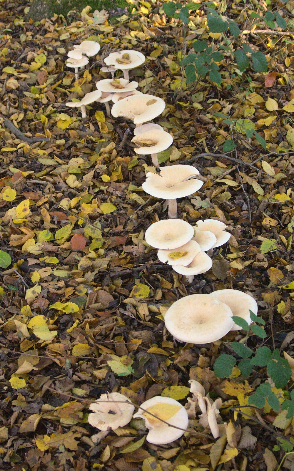 More mushrooms in a line from A Busy Day, Southwold and Thornham, Suffolk - 11th November 2012