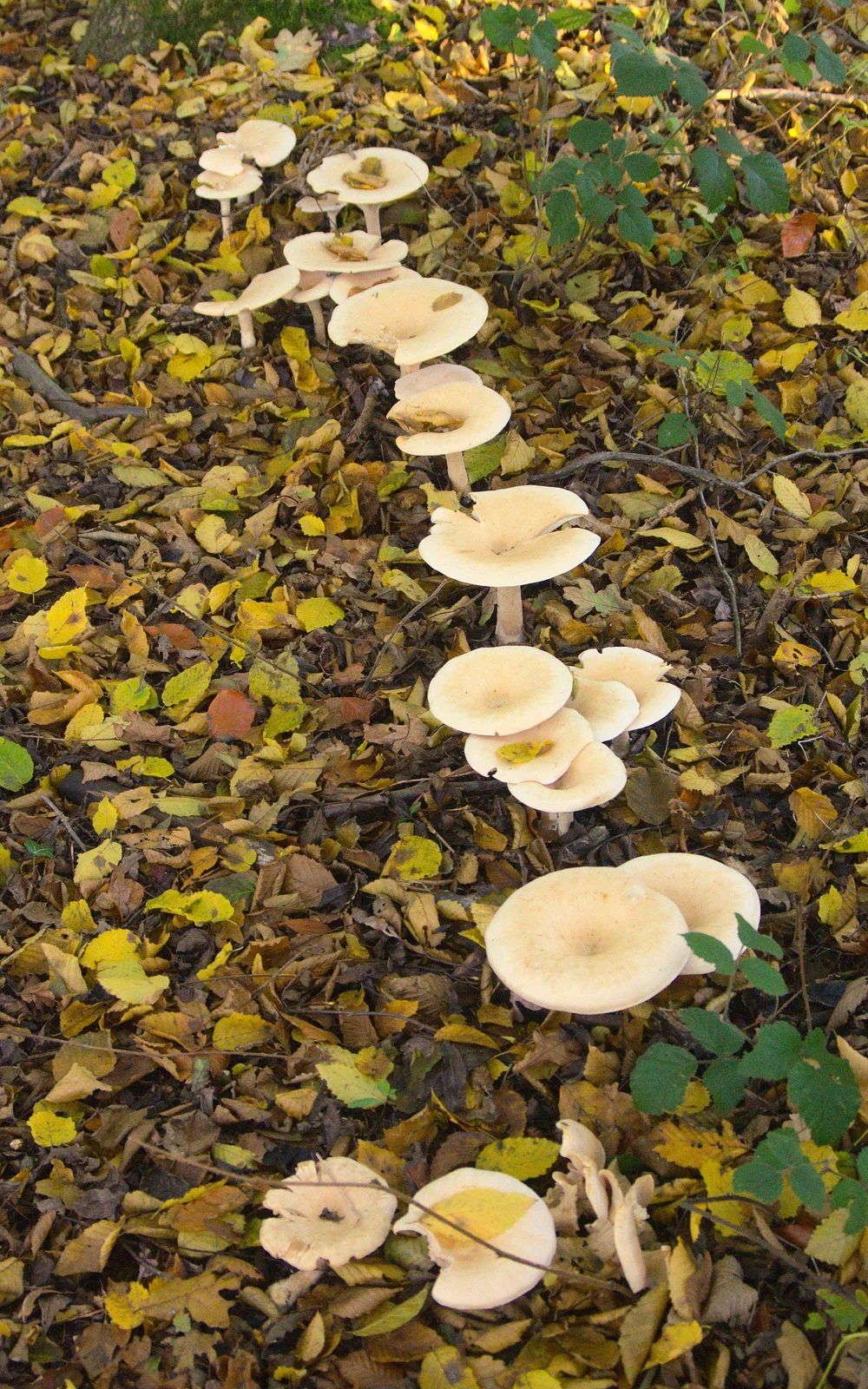 More mushrooms in a line, from A Busy Day, Southwold and Thornham, Suffolk - 11th November 2012